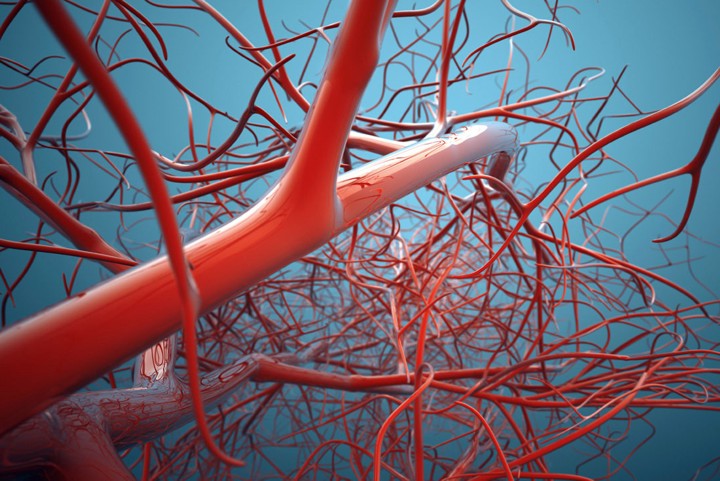 naczynia krwionośne - zdjęcie poglądowe